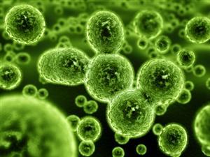 Bacteria Resistance to Antibiotics