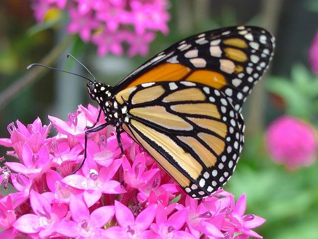 Monarch Migration and Global Warming