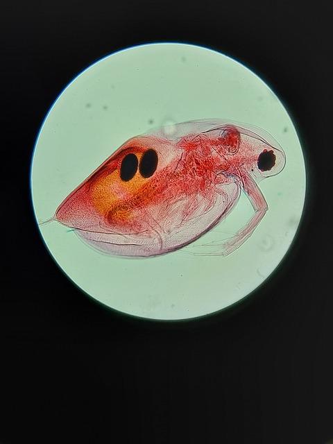 Red Bull and Daphnia