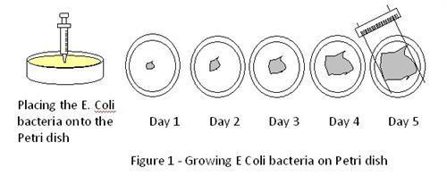 Garlic antibacterial effect