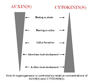 tg captions hormones