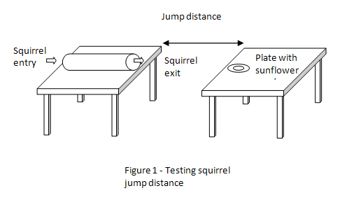 squirrel jumping science project