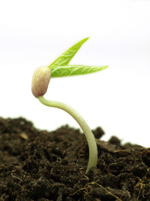 the effect of vitamin c on plant growth essay Vitamin c is also imperative because it assists in the growth of various body parts , c is important in the absorption and metabolism of many nutrients that affect similar to its importance to humans, vitamin c is vital for plant life as well. the effect of vitamin c on plant growth essay Vitamin c is also imperative because it assists in the growth of various body parts , c is important in the absorption and metabolism of many nutrients that affect similar to its importance to humans, vitamin c is vital for plant life as well.