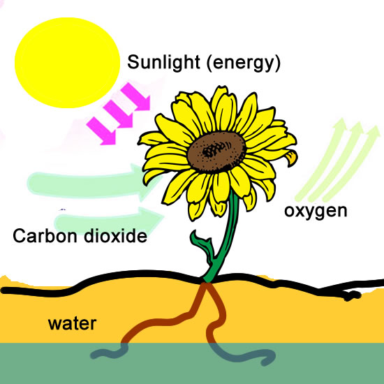 Rate of photsynthesis