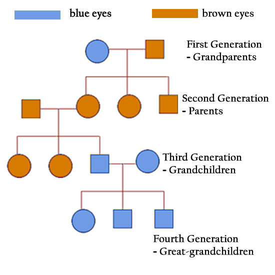 Are hazel eyes dominant or recessive?