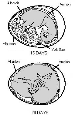 15 & 20 day embryos