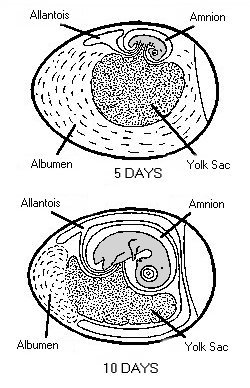 5 & 10 day embryos