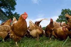 Roosters vs. Hens | Science Fair Projects | STEM Projects