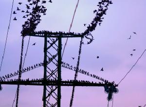 Bird Perching Behavior