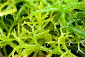 The Acidification of Oceans | Science Fair Projects | STEM Projects