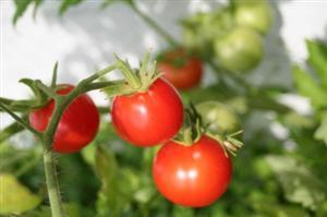 Planting Companions | Science Fair Projects | STEM Projects