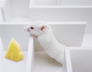 Scent and Fear | Science Fair Projects | STEM Projects