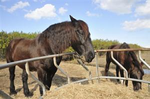 Hay Horse!