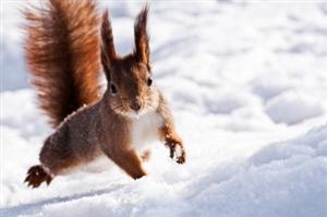 How Far Can Squirrels Jump?