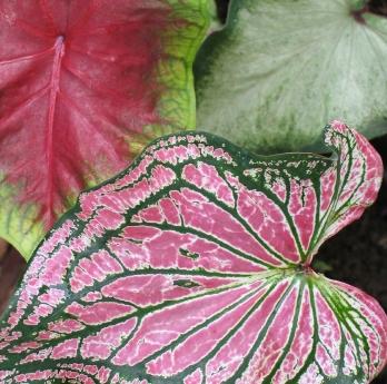 Investigating Water Loss in Plants