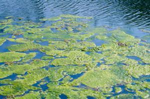 Acid Rain and Algae