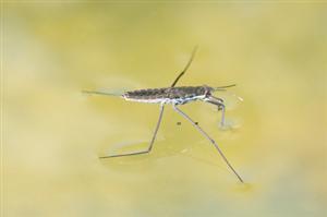 Testing the Strength of Water Surface Tension