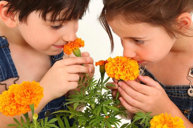Exploring Gender and Smell