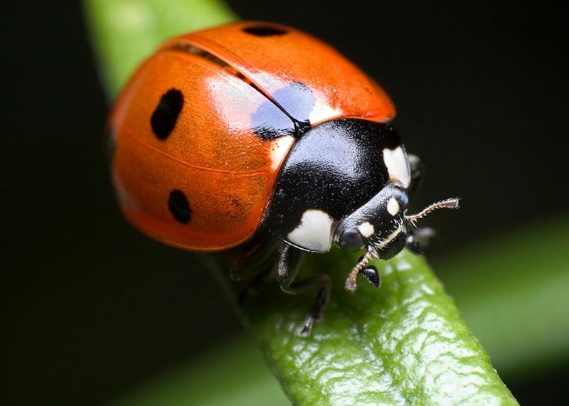 Investigating Insects on Trees