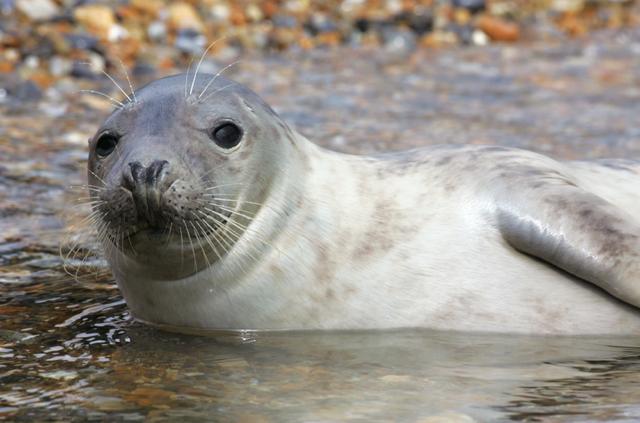 Bears and Seals: Closer Than You Think | Science Fair Projects | STEM Projects