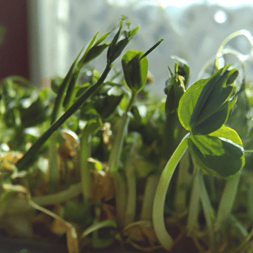 Does Detergent Affect Pea Growth?