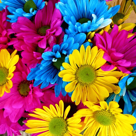 Changing the Color of Flowers | Science Fair Projects | STEM Projects