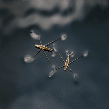 Water Strider Challenge: Make a Bug Walk on Water!