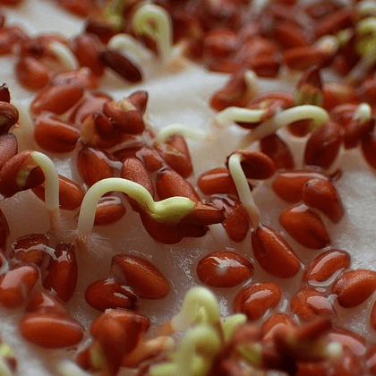 Sprouting Seeds Into Plants!