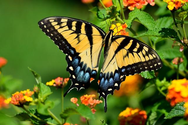 UV Light and Butterflies | Science Fair Projects | STEM Projects