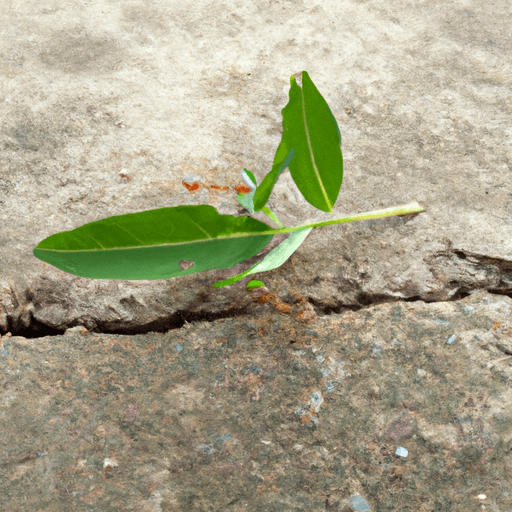 Ants and Their Food Preferences