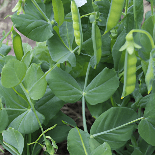 Pea Disease in Central Washington