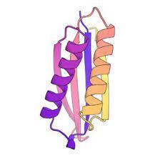 Nature's Preference for Strands and Helices