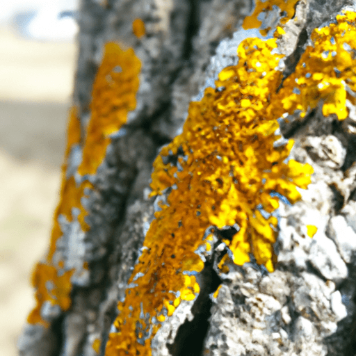 Acid Rain and Lichens