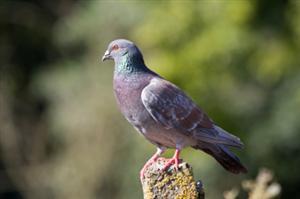 Does Time of Day Affect Homing Pigeon Flight Time?