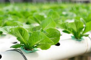 Hydroponics vs. Soil Growth