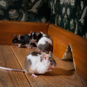 Breeding Colored Mice