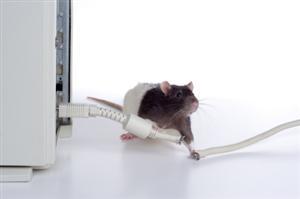 Rats and Wires: A Science Project