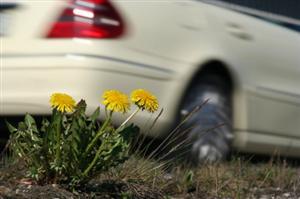 The Effects of Gasoline Fumes on Plants