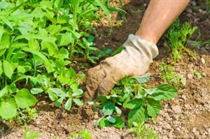 Weed Control with Bay Laurel Leaves