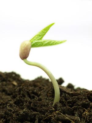 Caffeine and Plant Growth