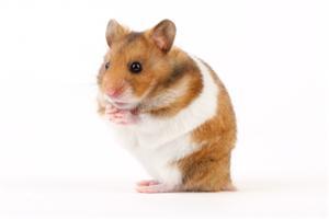 Science fair project - Territorial Hamsters