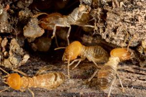 Natural Pesticides and Termites