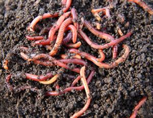 Earthworms and Plant Growth | Science Fair Projects | STEM Projects