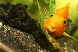 Goldfish and Elodea: A Science Project