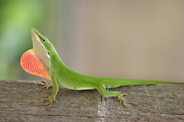 Color-Changing Lizards