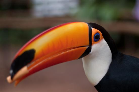 Bird Beaks: What They Tell Us