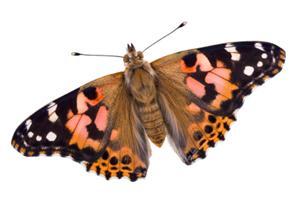 Science fair project - The Painted Lady Butterfly