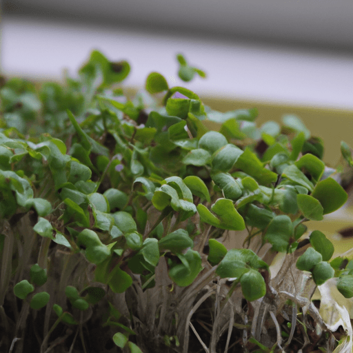 The Effect of Propylene Glycol on Radishes