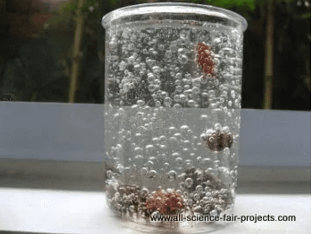 Science fair project - Swimming Raisins