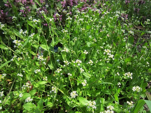 Cleaning Soil with Thlaspi Plants